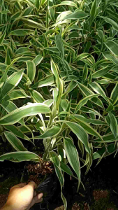 tanaman hias bambu hoki variegata