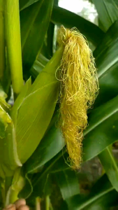 PROMO 100 BENIH JAGUNG MANIS SUPER KUALITAS UNGGULAN