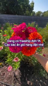 Deal 1k - hạt giống cúc lá nhám mix màu