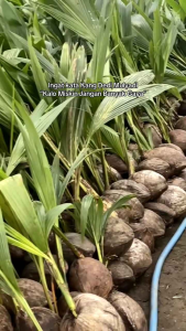 Selamat Datang Ditoko Kami Bibit Pohon Kelapa Wulung Seperti Kelapa Pada Umumnya.Bobot satu buah kelapa sekitar 1-2 kilo gram.Kelapa ini memiliki sabut warna yang sangat unikwarna campuran antara ungu dan merah muda