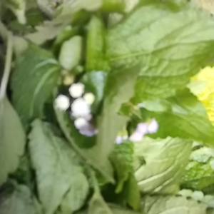 Daun Babadotan: Penggunaan, Manfaat & Harga 1kg