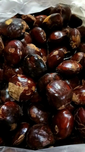 Jengkol tua - buah jengkol - lalapan jengkol - sumur jengkol