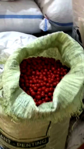 Gelang red coral Marjan Koral natural