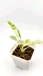 Variegated Epiprenum Giganteum Marble ไม้เนื้อเยื่ออนุบาลพร้อมส่ง คัดต้นสวยส่งจร้า