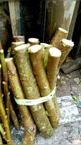 BIBIT SINGKONG PAPUA TIDAK BERACUN