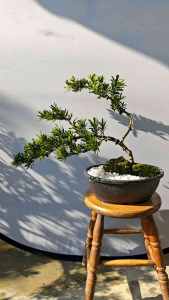造型双杆风吹式盆景金钻罗汉松 DIAMOND PODOCARPUS