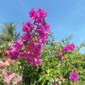 Flowering Fertilizer Sri-Pellet 48
