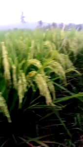 BENIH PADI HIBRIDA SEMBADA 188 KEMASAN 1KG