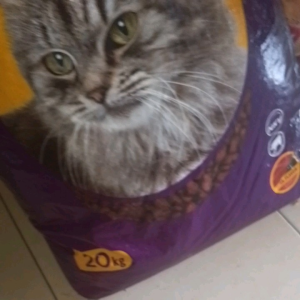 - Makanan Kucing Bolt Rasa ikan Tuna MURAH makanan kucing Murah Bolt