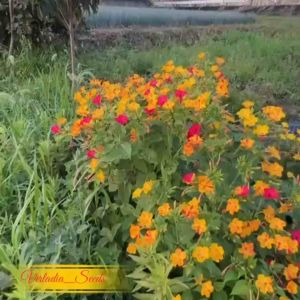 [Virladia Seeds] 12 Biji Benih Bunga Mirabilis Jalapa Mix Color