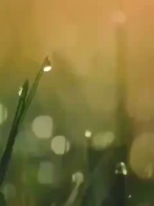 เมล็ดข้าวสาลีพันธุ์ฝาง 60 อัตราการงอก 95% ปราศจากสารพิษ 100%% ขนาดบรรจุ 1 กิโลกรัม