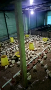 vitamin broiler forgil dan sumoxsuplement broodingvitamin ayam broileruntuk usia 1 sampai 12 hari