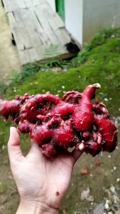 jahe merah ( red ginger ) rempah-rempah 1kg bersih