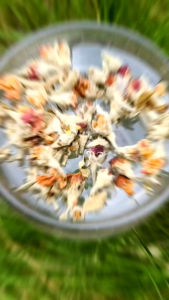 JI Teh Bunga Epal苹果花茶 Apple Flower Tea 50/100g