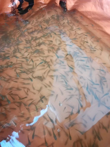 Bibit gabus paket 150 bonus 5+pakan pelet