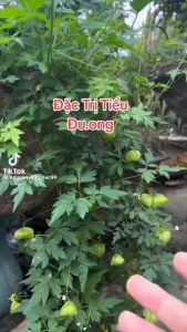 Cây tam phỏng (hạt giống tự nhiên)