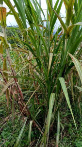 SAYUR TURUBUK / TERUBUK / TERUBUS / TELOR TEBU / KEMBANG TEBU ENDOG / Sayur Hijau Bebas Kolesterol Kemasan Karton 1 Kg - Lazada