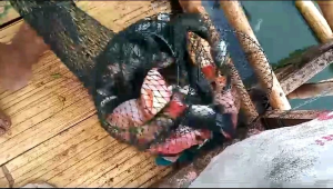 RG 12 Essen gacor ikan nila mujaer umpan lumut dan bom bandul