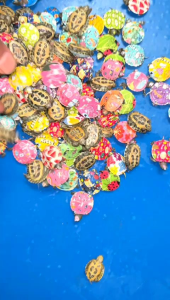 Kura corak kartun/彩绘卡通龟/colorful cartoon tortoise(radom)