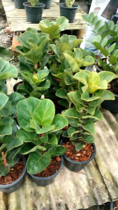 ต้นไทรใบสักแคระ ใบเล็กมินิ 60cmข้อมูลภาพรวมโดย AI   +2 ไทรใบสักแคระ (Ficus Lyrata Bambino) เป็นพันธุ์ไทรใบสักที่ได้รับความนิยมในการปลูกเป็นไม้ประดับในบ้าน มีขนาดกะทัดรัดกว่าไทรใบสักทั่วไป และมีใบที่หนาและเล็กกว่าเล็กน้อย. นอกจากความสวยงามแล้ว ไทรใบส