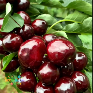 3 BUTIR BIJI/BENIH TANAMAN BUAH RED CHERRY IMPORT