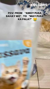 LOLPAWS 2.5kg Pure Cassava Cat Litter Clumps Fast Strong Odor Control Dust-Free Plant Based