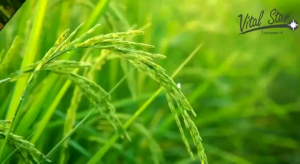 Vitalstar ไวทอลสตาร์ น้ำมันรำข้าวจมูกข้าว แฟมมิลี่แพค8ขวด EXP 10/2027