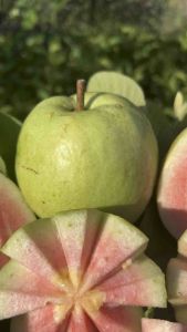 ฝรั่งไส้แดงเพชรภูธร No.2 (เสียบยอดสายพันธุ์แท้)