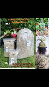 สแฟกนั่มมอส 1 kg sphagnum moss