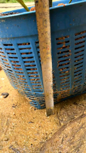 ต้นปาล์มบังสูรย์หลังเขียว ขนาด 140-150ซม