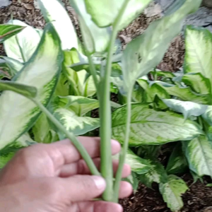 Bunga Aglonema Diven Tissue: Dekorasi Interior Cantik