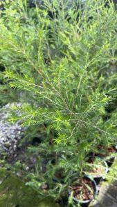 #ทีทรีออย #สน หรือ #ชาอ๊อสซี่ #ใบมีกลิ่นหอมดอกมีสีขาว #สนทีทรีออย สน tea tree เป็นต้นที่ใช้สัดน้ำมันมีกลิ่นหอมแรงสดชื่นโตไวมีดอกสีขาวสวยงาม ชาออสซีหรือทีทรีก็สามารถปลูกได้ดีในประเทศไทย #ต้นทรีทีออยล์ Tree tea oil ใบมีกลิ่นหอม ☀️70-100% 💧วันละครั้ง ต