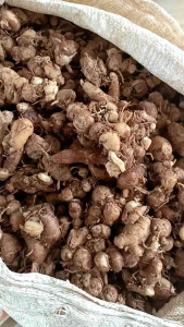 1kg KENCUR ASLI CIAMIS WANGI ENAK