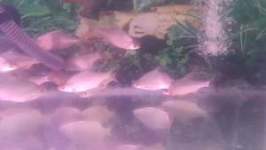 Jawa Tinfoil Barb (Ikan Lampam Jawa) - Grade A Aquarium Ornamental Fish