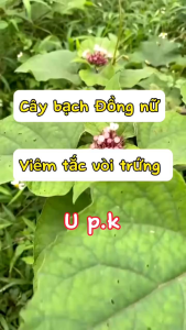 Bạch Đồng Nữ (mò hoa trắng) Khô 1kg500g TPV