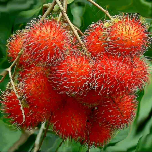 Bibit Tanaman Buah Rambutan Binjai Okulasi Siap Tanam