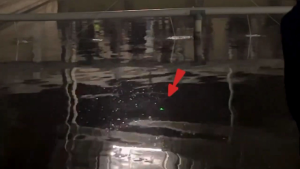 Essen juara untuk mancing ikan mas malam (AKJ)