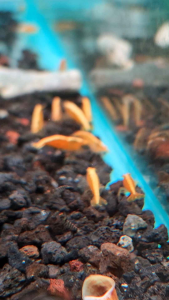 Yellow Golden Back Neocaridina Shrimp Planted Tank