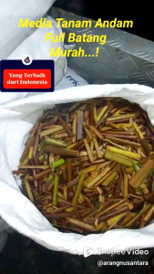 Andam Murah Karungan Full Batang Kering Bersih Kemasan Karung 10kg