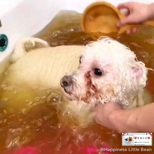 Ready Stock Pet herbal medicine bath/宠物中草药药浴/宠物皮肤敏感/祛癣菌脓皮屑炎痒除菌免煮spa粉/草药包/药浴包