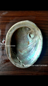 หอยเป๋าฮื่อเขียวรูปทรงขาวหลามตัด(1ชุด)