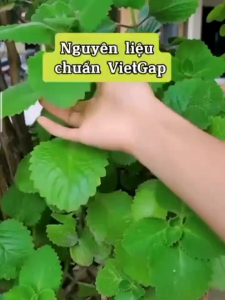 Tinh chất Húng chanh kẽm