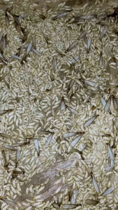 POA HIDUP UMPAN ALAM UNTUK SEGALA JENIS TARGET IKAN AIR TAWAR