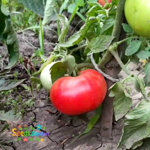 10 BUTIR BIJI/BENIH TANAMAN TOMAT RED BEEFSTEAK BRANDYWINE