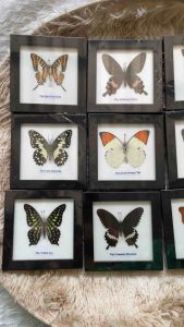 รวมเฟรม 12 เฟรม ผีเสื้อสต๊าฟ แมลงสต๊าฟ งานไอเดีย แมลงเพื่อการศึกษา กรอบไม้ กล่องแมลง ของแต่งบ้าน ของสะสม ผลิตและจัดจำหน่าย พร้อมส่ง