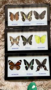 เฟรมคอลเลคชั่นเซตผีเสื้อสต๊าฟ ผีเสื้อสตาฟ ของตกแต่งบ้าน ของขวัญ ของสะสม Set Mix Real Butterfly Taxidermy Insect Wood Frame Display Home Decor
