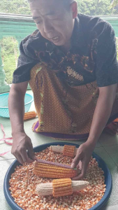 Jual Bibit Jagung Hibrida Lokal & Kualitas Unggul Terjamin