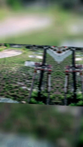 ต้นพันธุ์ใบต่างเหรียญ ชำติดตัวแล้ว