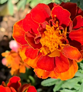 6 Butir Biji/Benih Bunga Zinnia Persian Carpet Mix