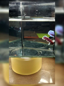 ikan.laga betta hmpk dumbo pineapple jantan show grade(free1 female)